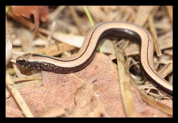 Plaatje bij antwoord