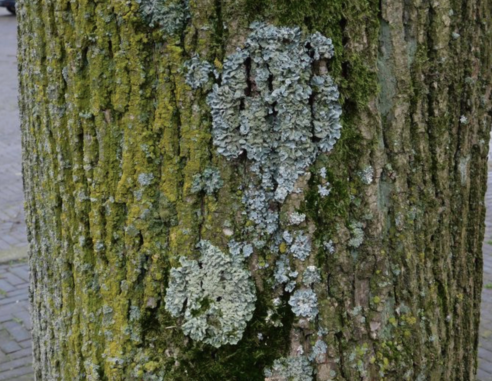 Plaatje bij antwoord