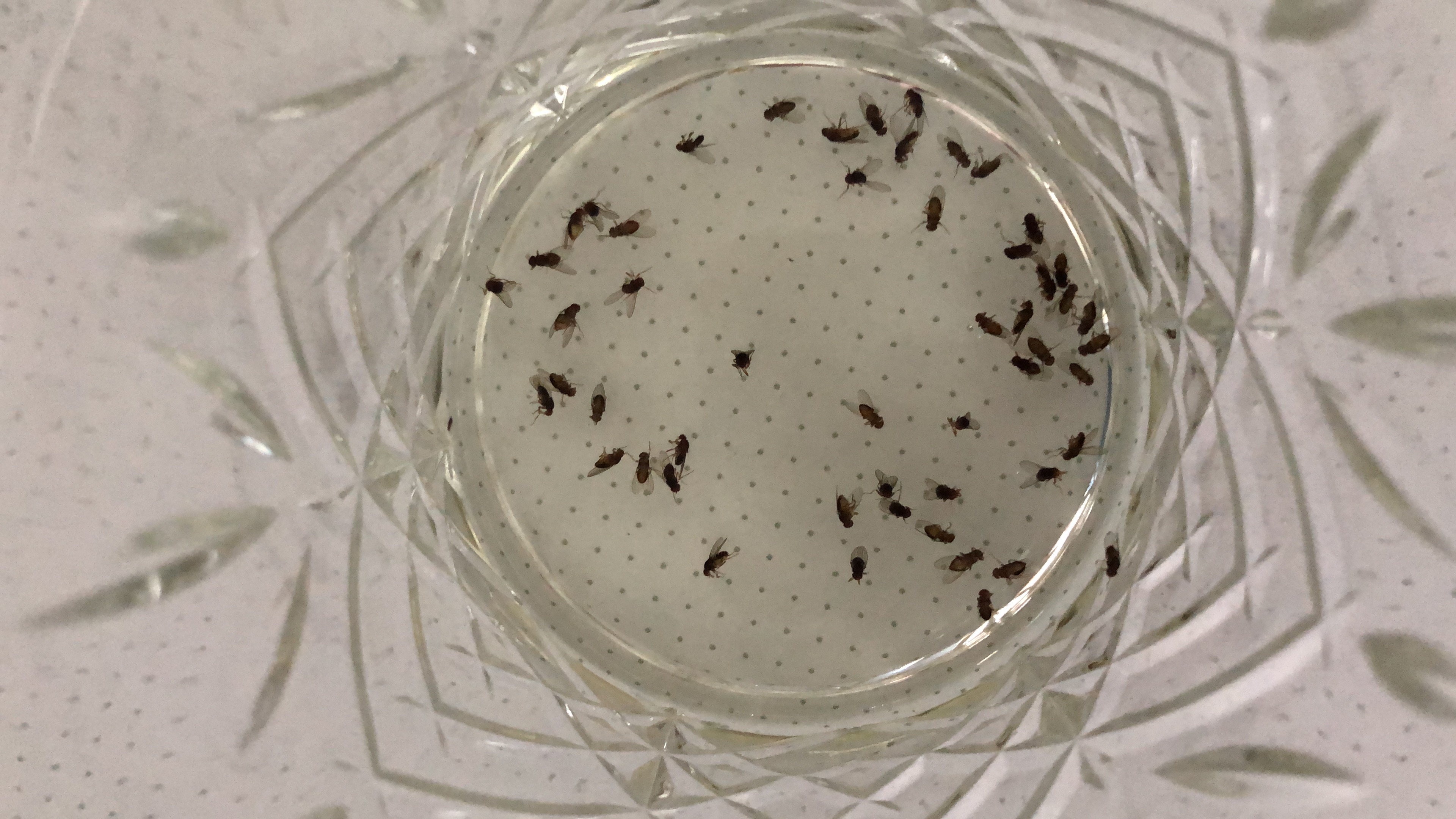 vliegjes in koelkast