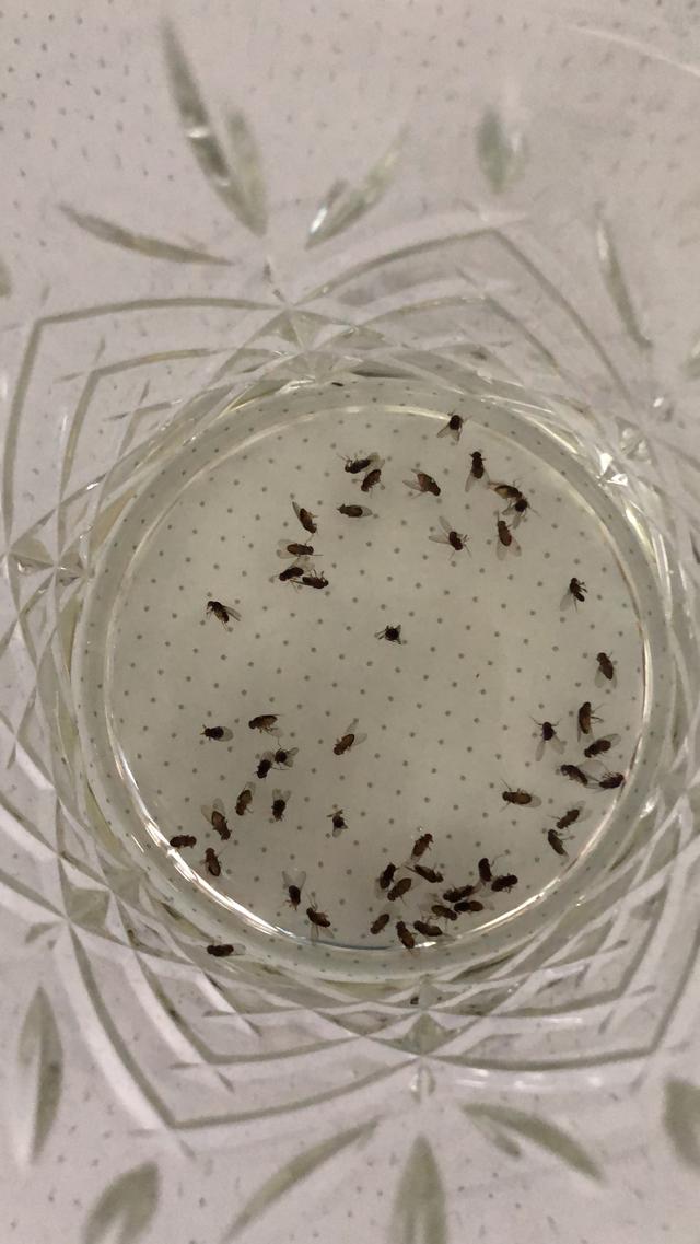 Picture for question