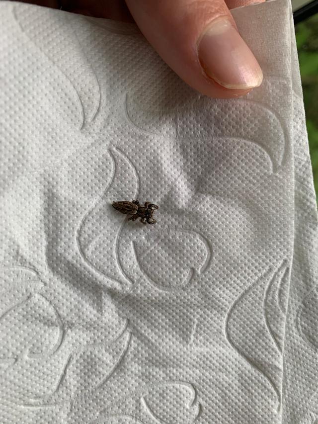 Picture for question