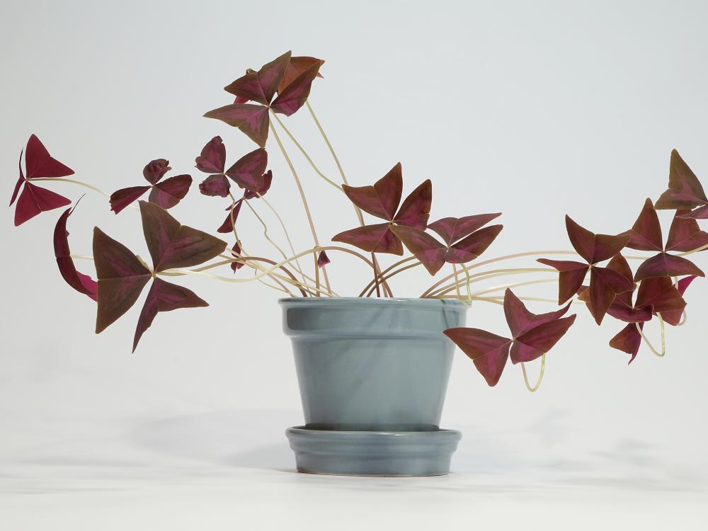 Plaatje bij antwoord