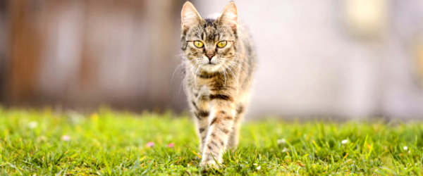 Zo weer je katten uit de tuin Startpagina blog