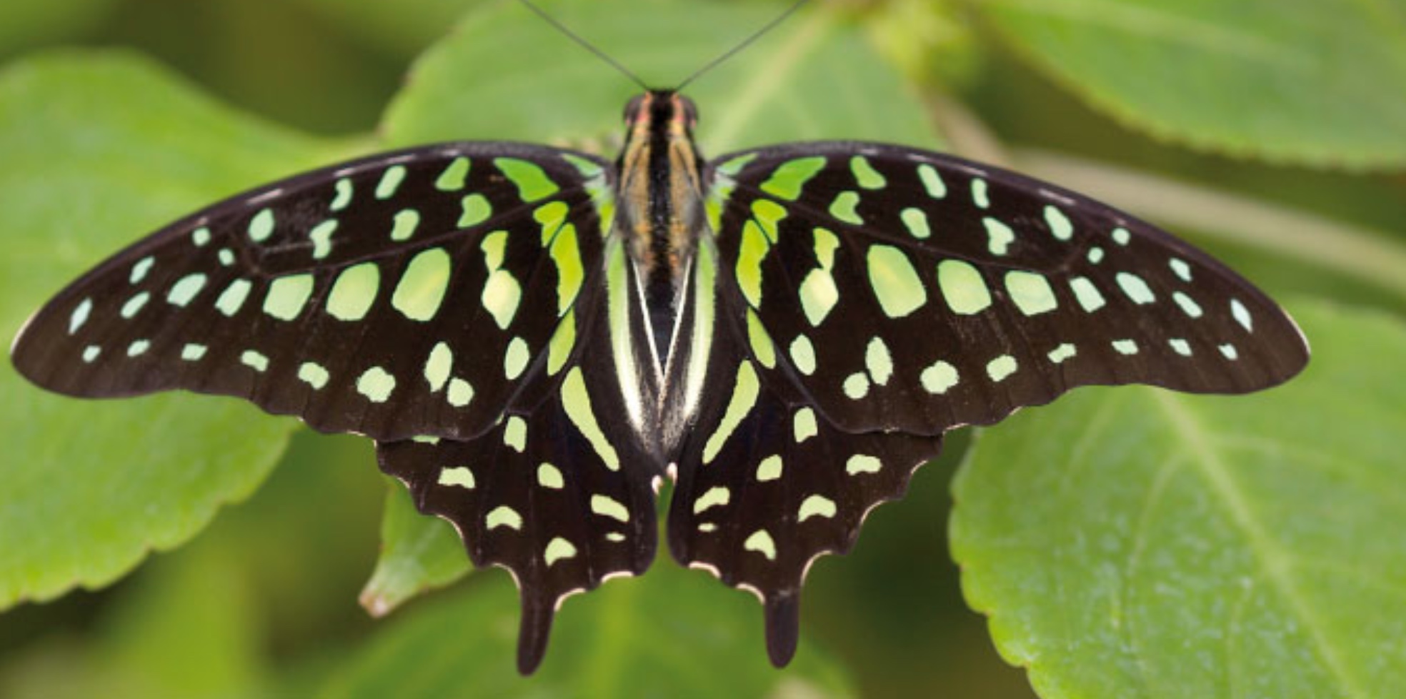 Plaatje bij antwoord