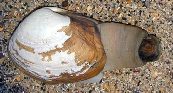 Plaatje bij antwoord