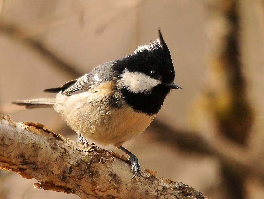 Plaatje bij antwoord
