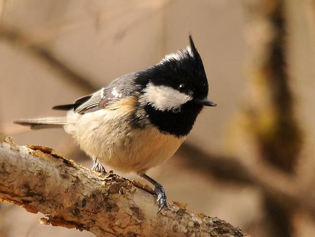 Plaatje bij antwoord