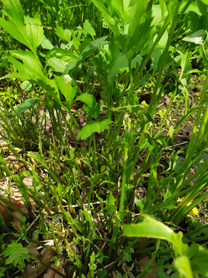 Picture for question