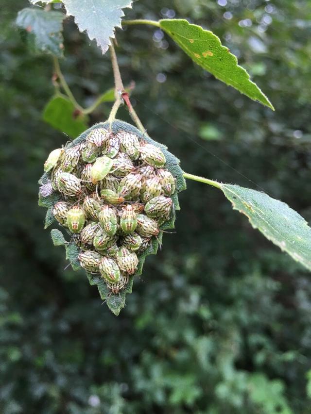 Picture for question