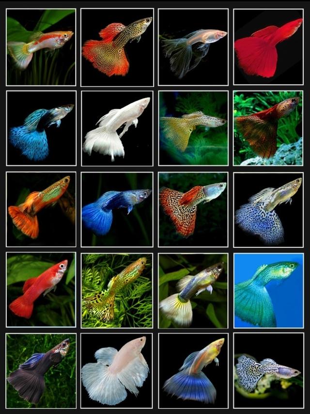 Plaatje bij antwoord