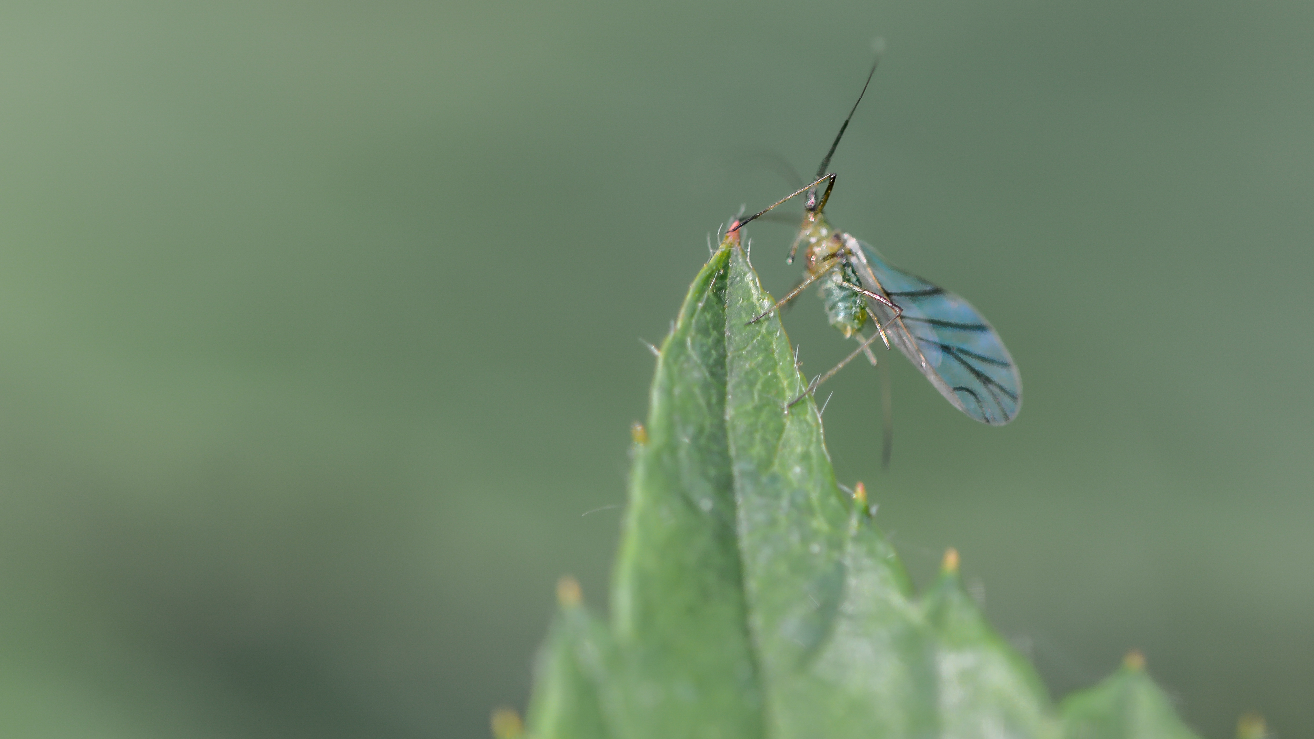 Picture for question