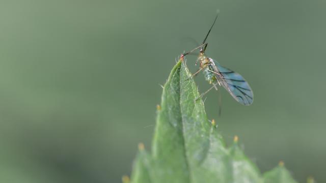 Picture for question