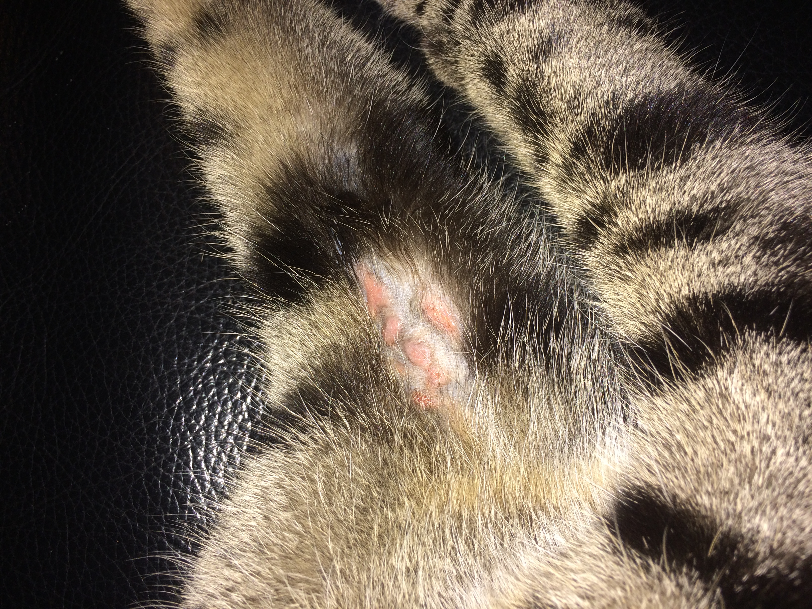 Picture for question