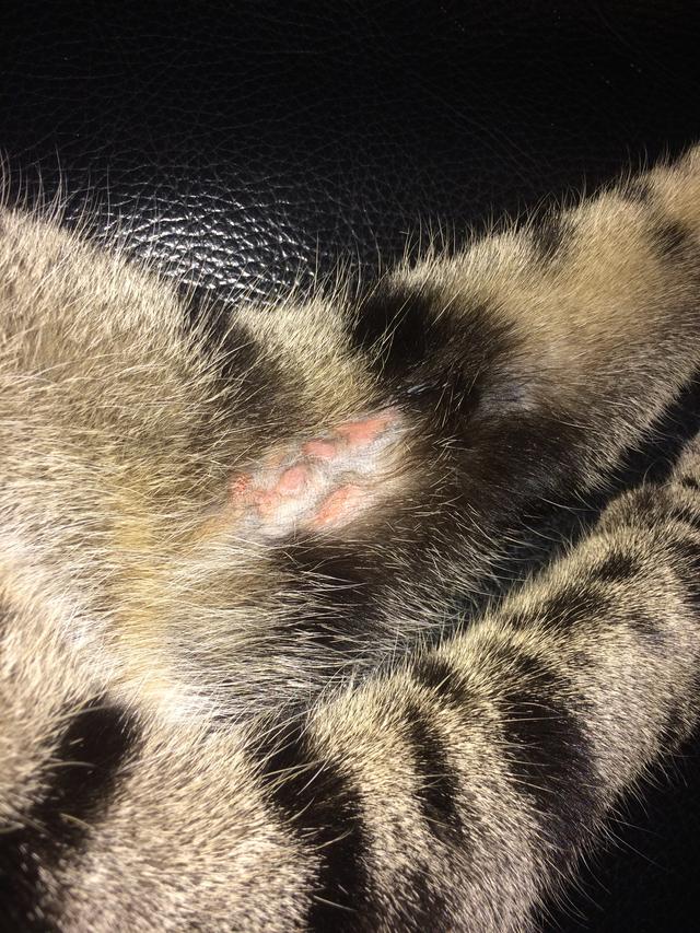 Picture for question