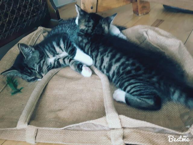 Picture for question