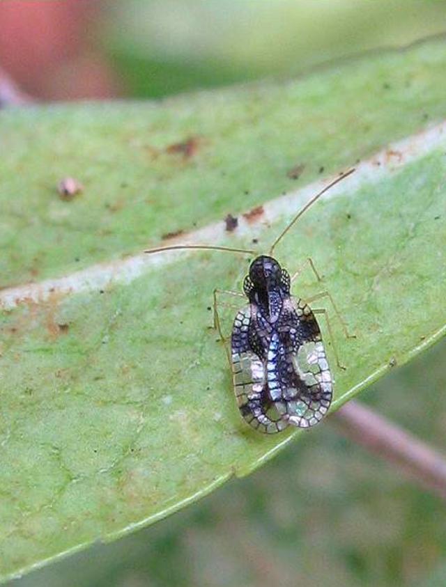 Plaatje bij antwoord