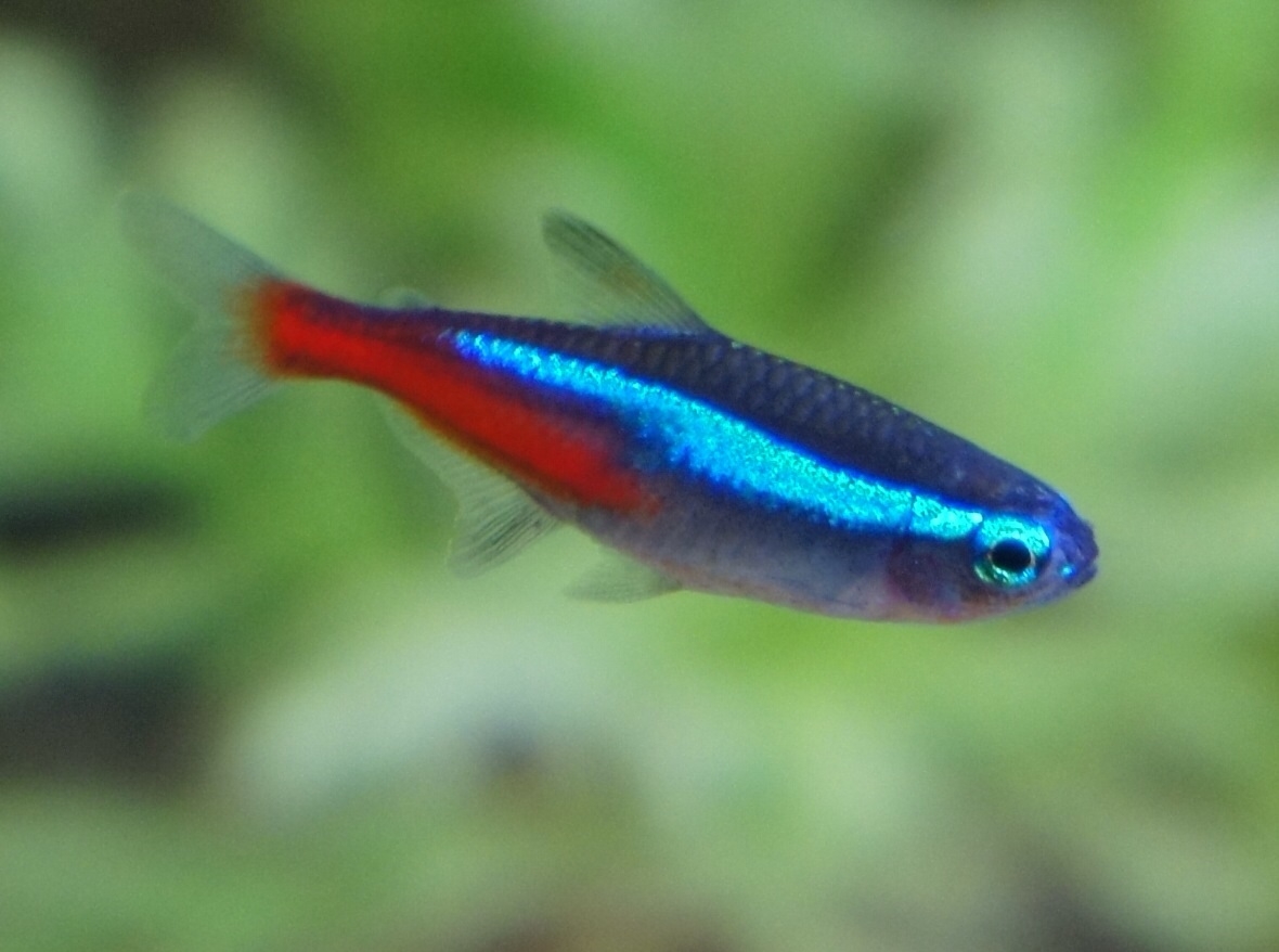 Plaatje bij antwoord