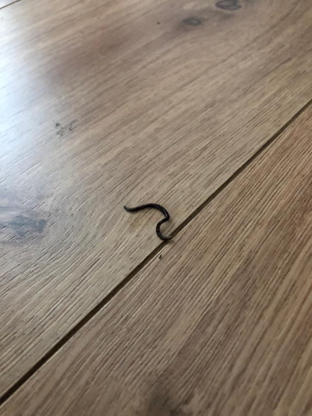 Picture for question