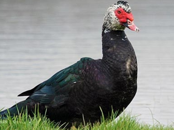 Hoe oud wordt een mannetjes muskus eend ongeveer? - GoeieVraag