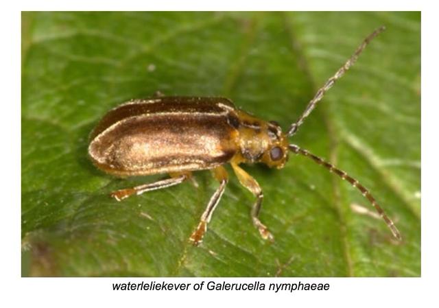 Plaatje bij antwoord