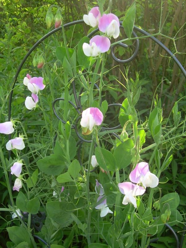 Plaatje bij antwoord