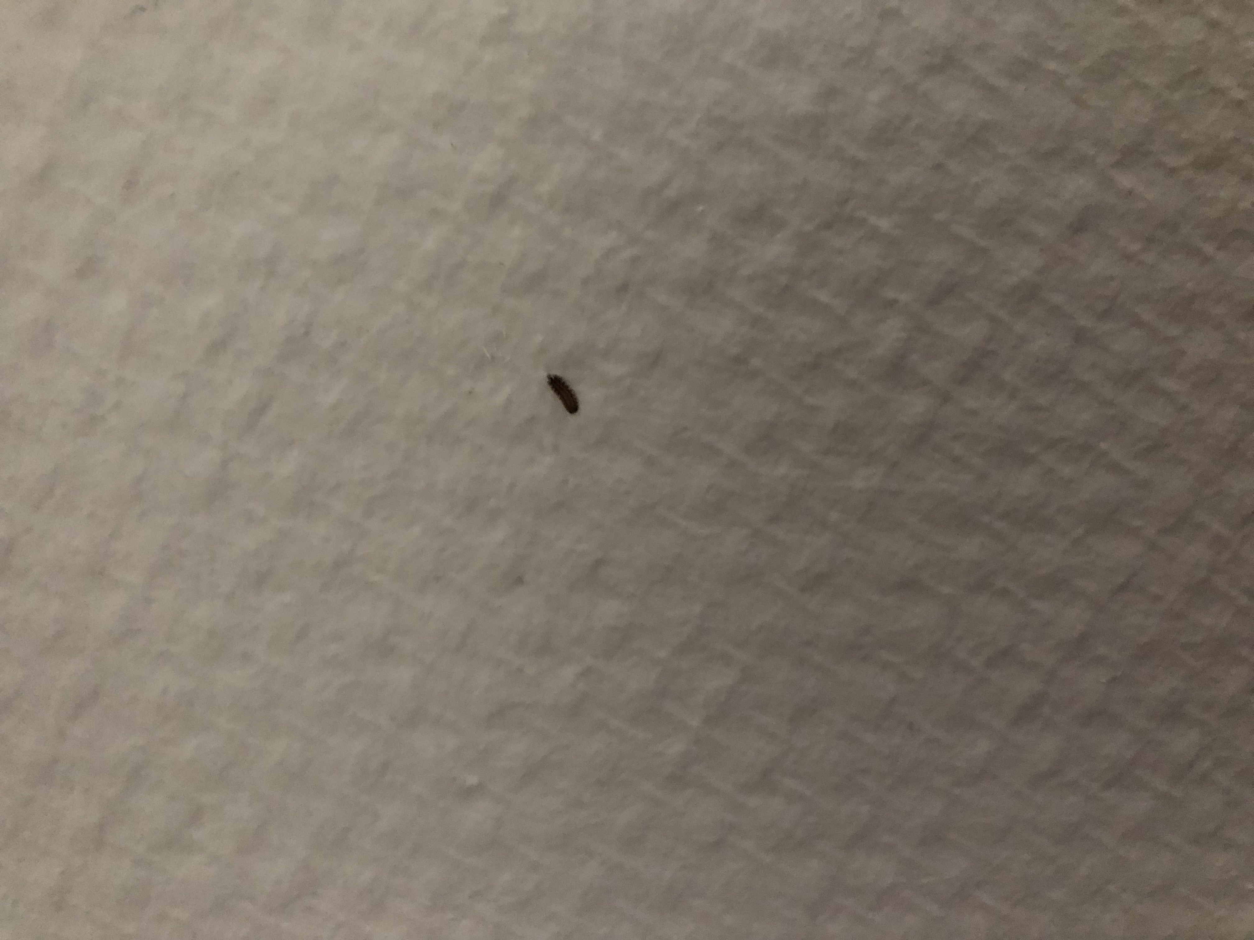 Picture for question