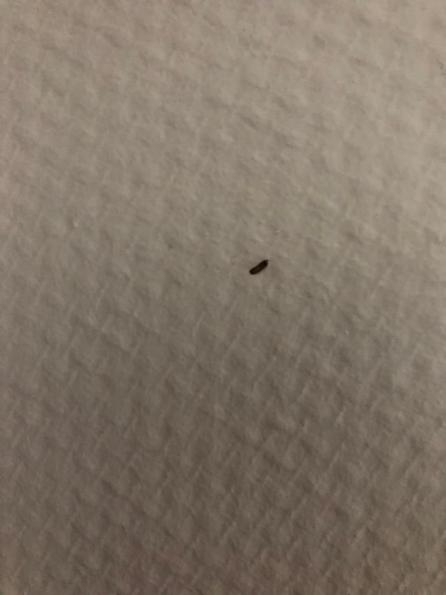 Picture for question