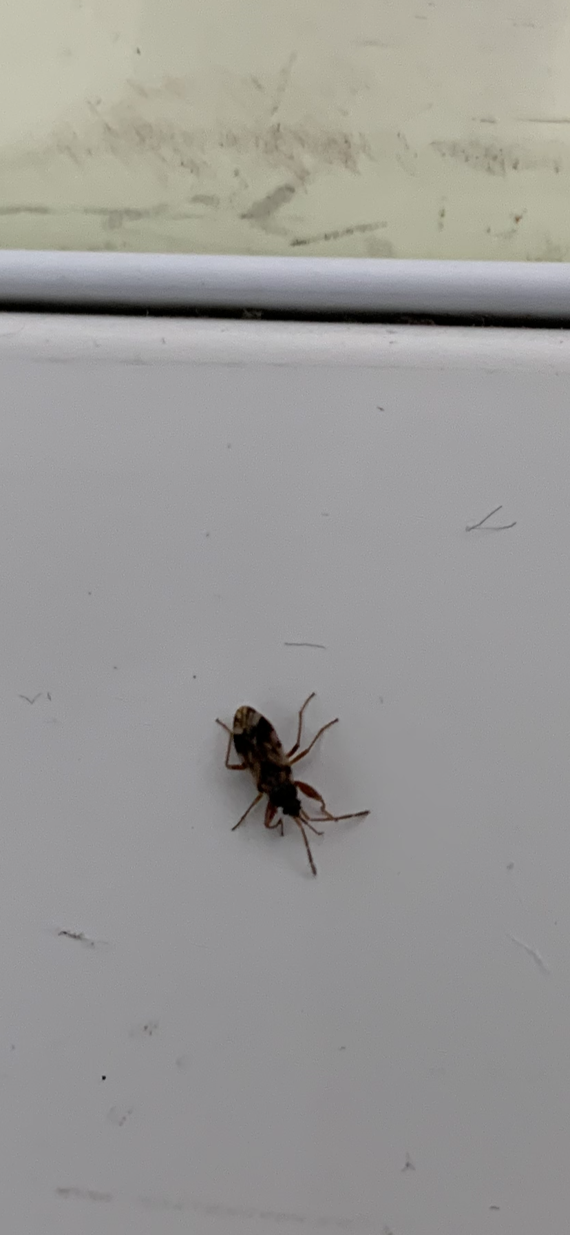 Picture for question