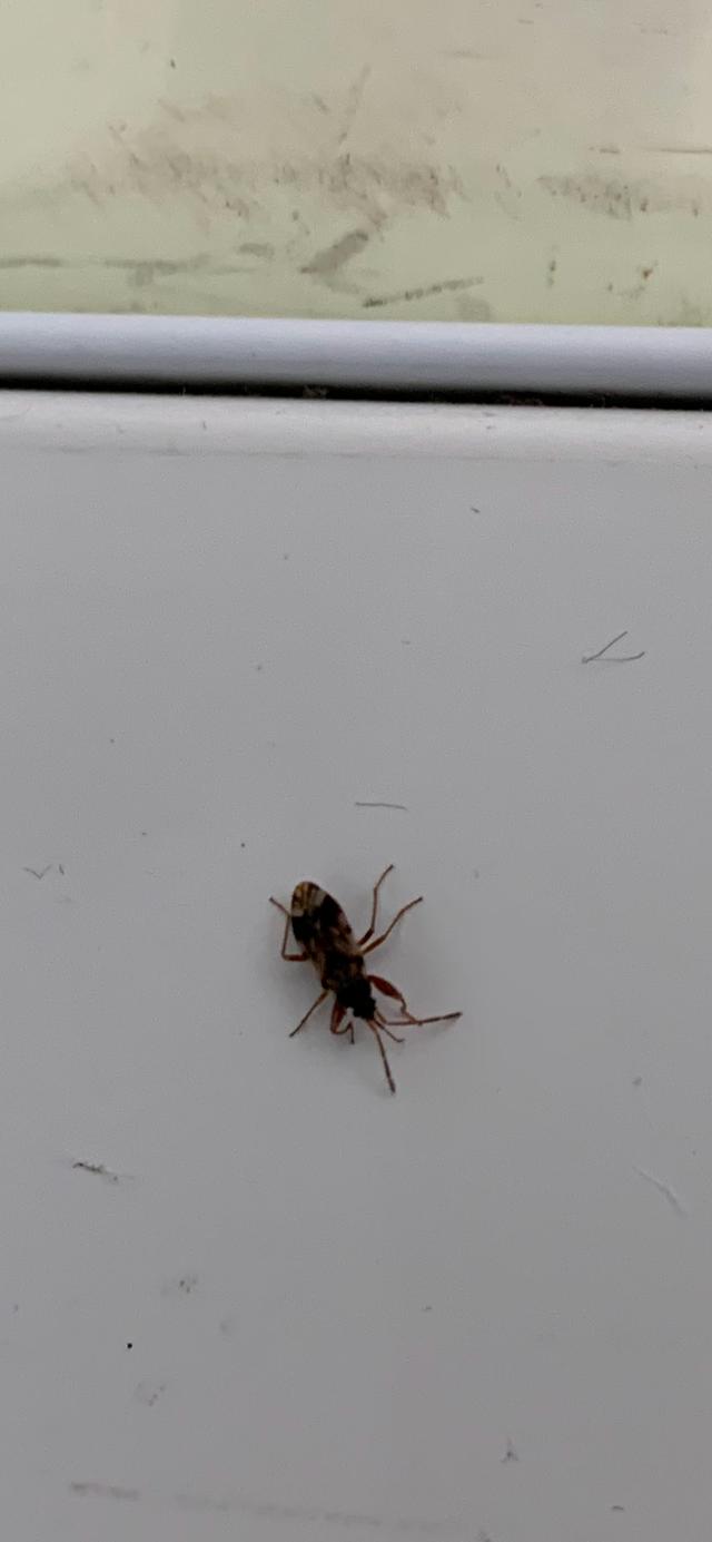 Picture for question