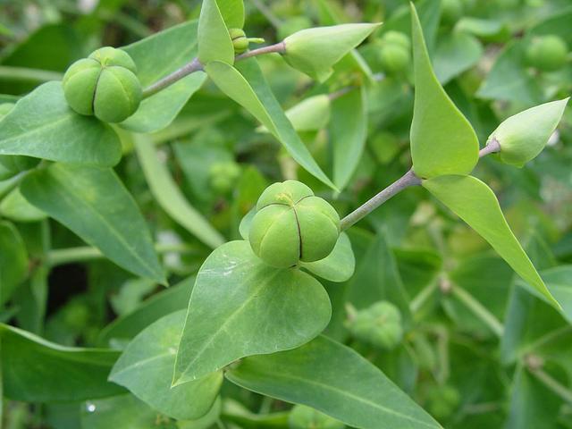 Plaatje bij antwoord