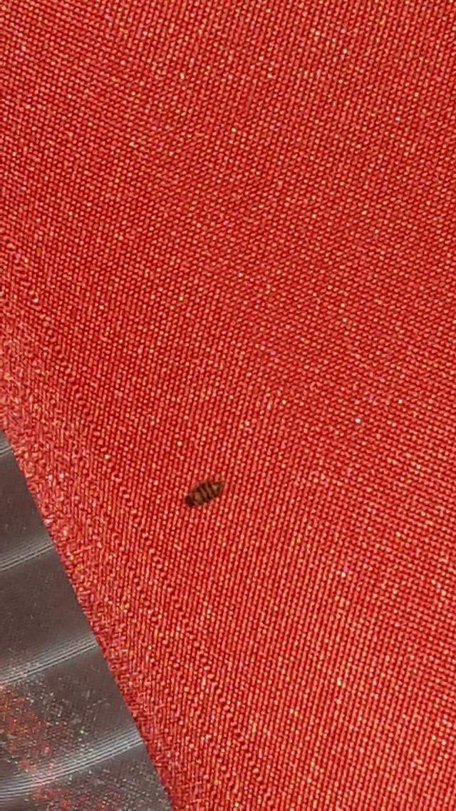 Picture for question