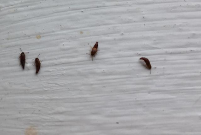 Picture for question