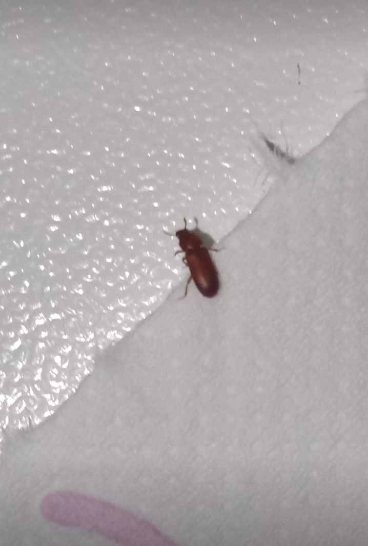 Picture for question