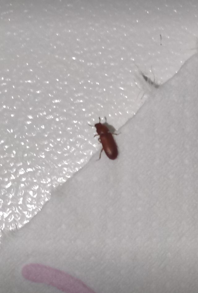 Picture for question