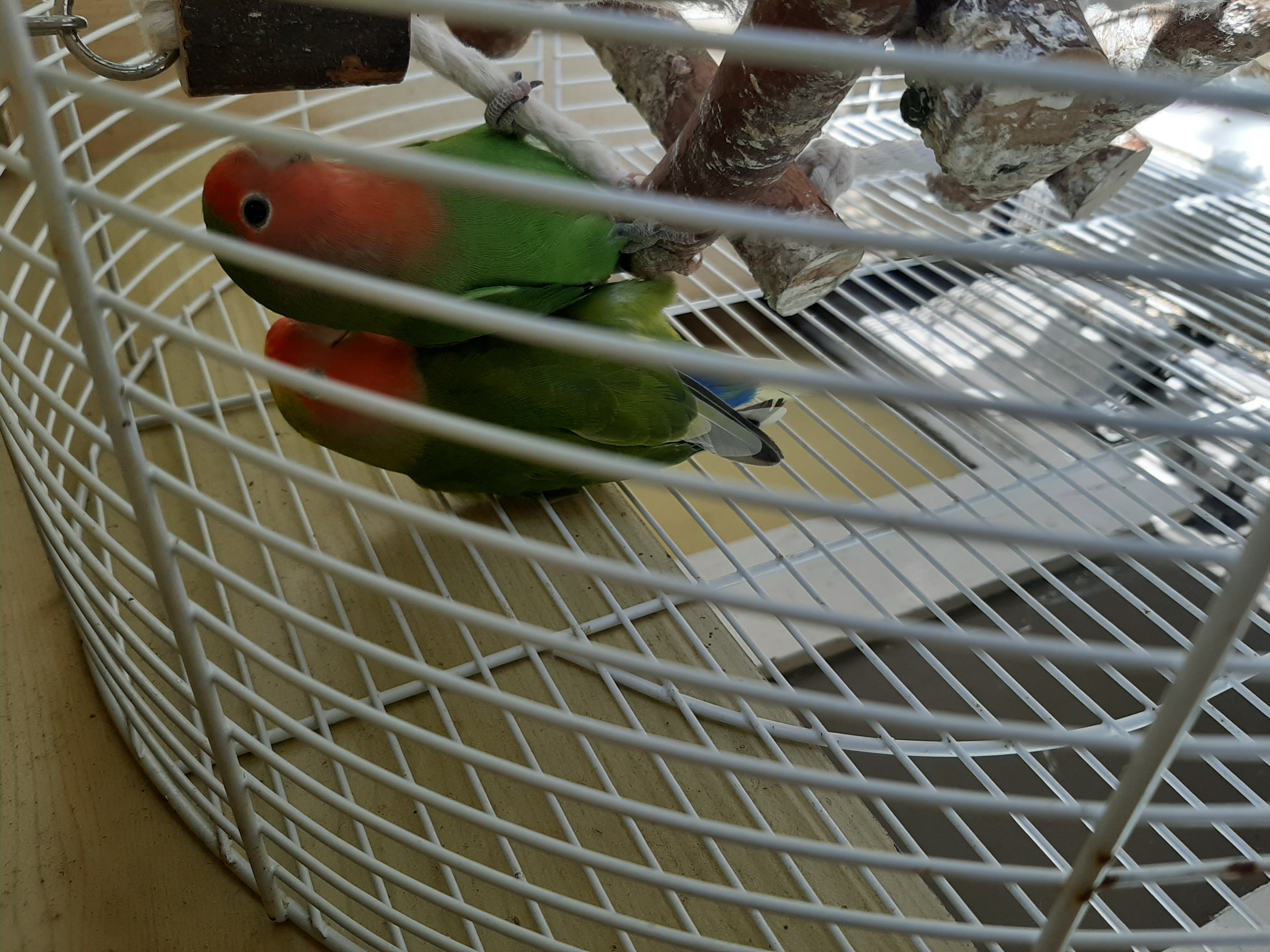 Picture for question