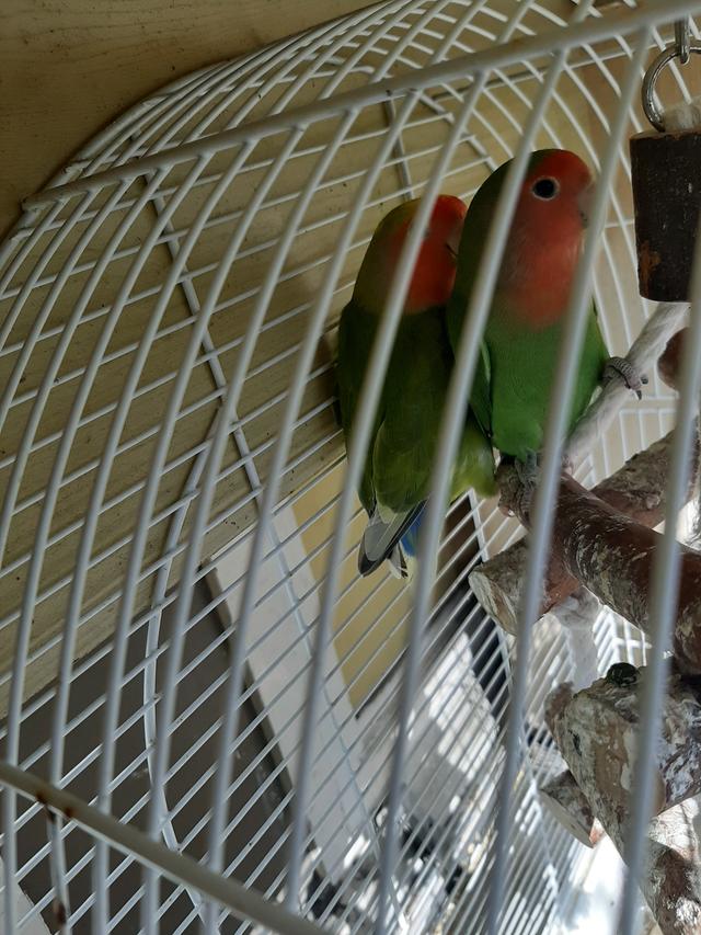 Picture for question