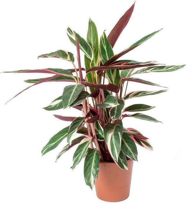 Plaatje bij antwoord