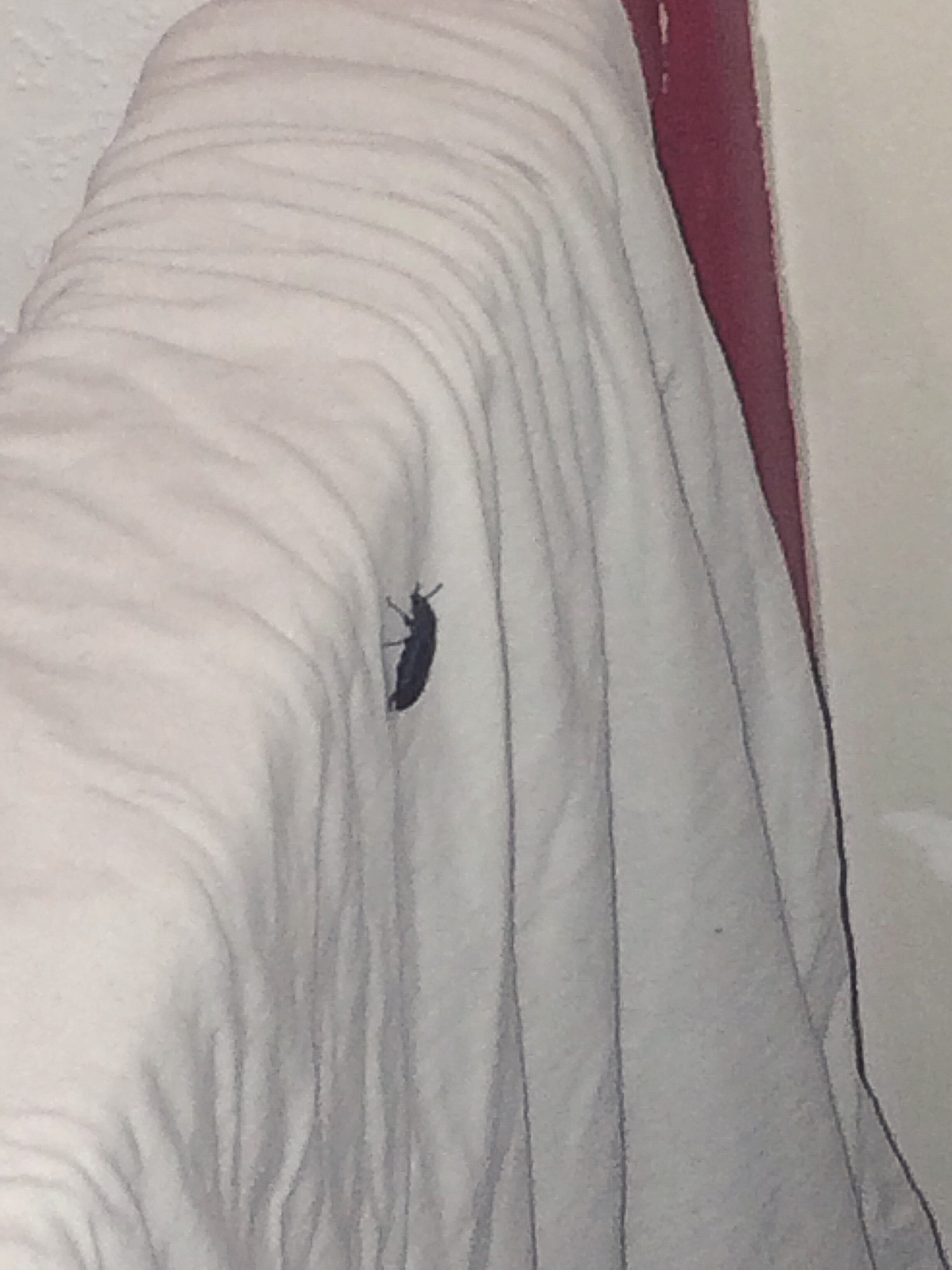 Picture for question