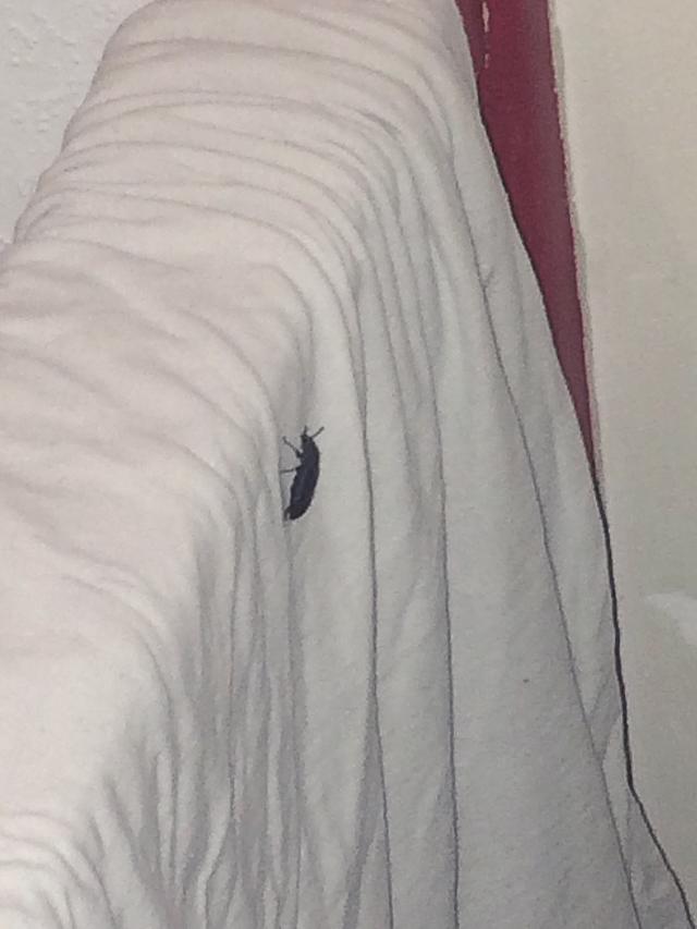 Picture for question