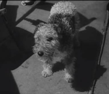 Picture for question