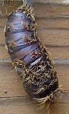 Plaatje bij antwoord