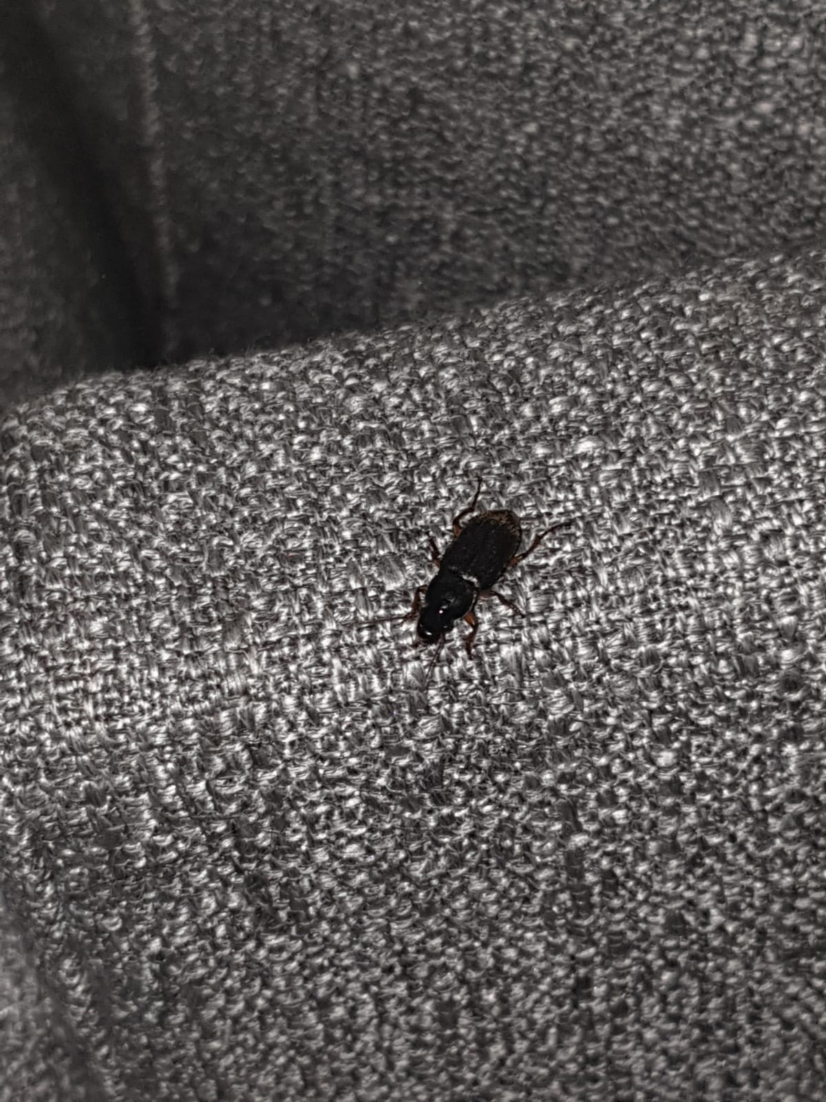 Picture for question