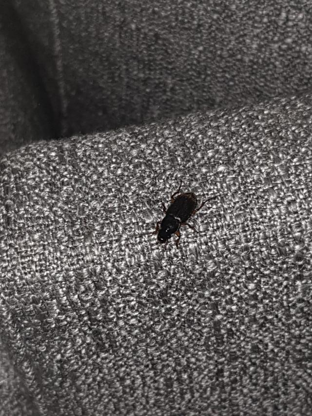 Picture for question