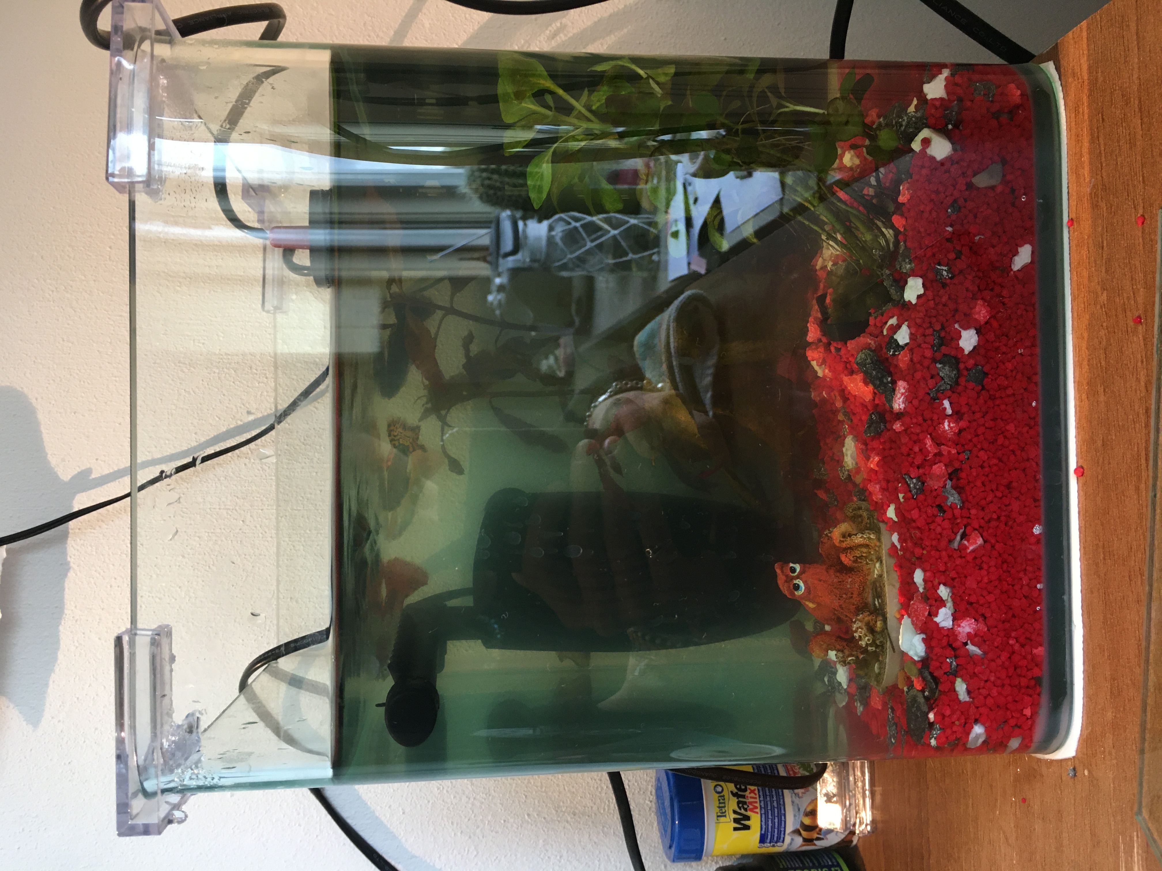 Picture for question