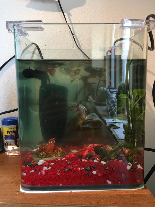 Picture for question