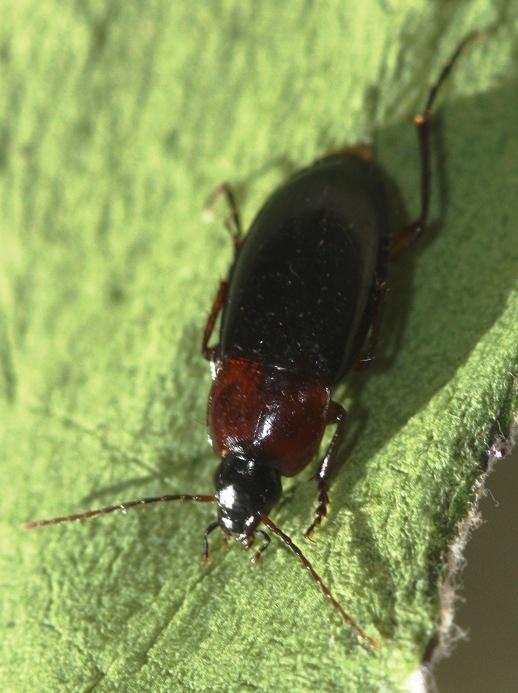 Plaatje bij antwoord