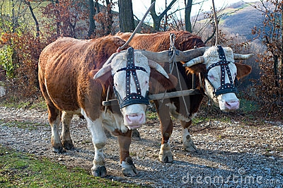 Plaatje bij antwoord