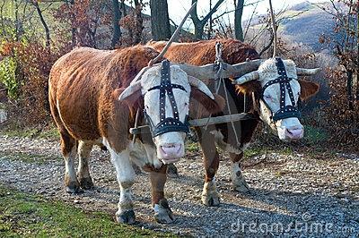 Plaatje bij antwoord