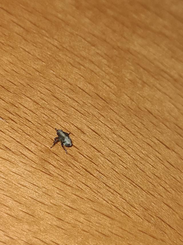 Picture for question