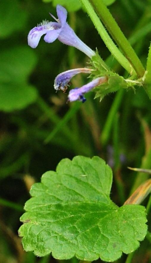 Plaatje bij antwoord